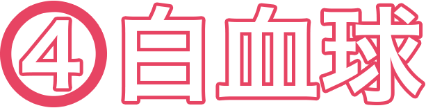 (4)白血球